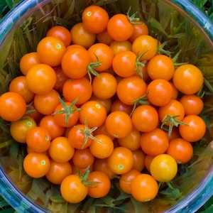 May include: A clear bowl filled with a vibrant assortment of ripe, orange cherry tomatoes. The tomatoes have green stems and are surrounded by green grass. The bowl has a blue rim.