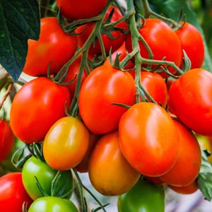 May include: A close-up of a cluster of ripe tomatoes on the vine. The tomatoes range in color from green to yellow to vibrant red. The tomatoes are oval-shaped and have a smooth, glossy surface. The green stems and leaves provide a natural backdrop.