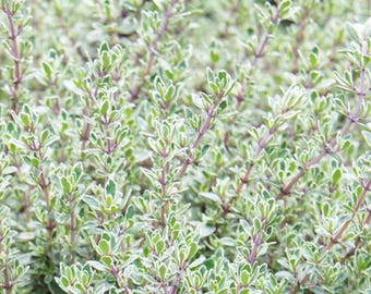 Silver Thyme Live Plant | USDA Organic | Heirloom Herb for Cooking, Garden, and Herb Box,  Aromatic, Versatile, Easy to Grow