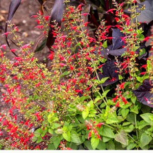 May include: A close-up of a vibrant garden bed featuring red flowers with green and yellow accents. The flowers are in full bloom, with lush green foliage and dark purple leaves in the background.