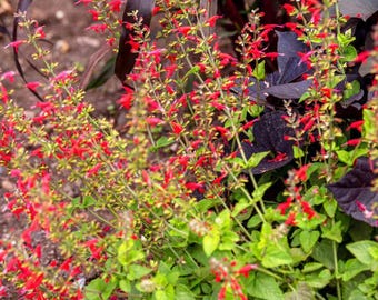 Pineapple Sage Live Plant | USDA Organic | Aromatic Herb for Pollinators & Borders