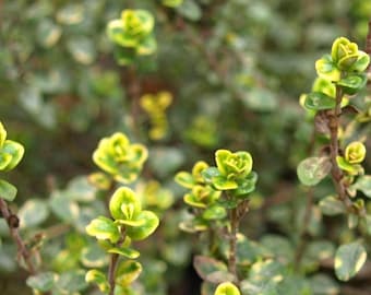 Lemon Thyme Live Plant (Variegated) | USDA Organic | Fragrant Culinary Herb for Cooking, Tea & Pollinators