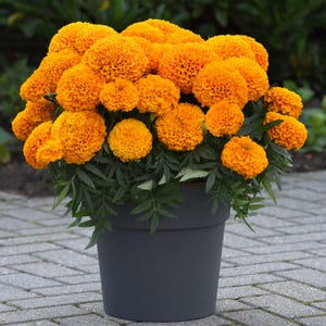 May include: A potted marigold plant with vibrant orange blooms. The flowers are densely packed and spherical, contrasting with the dark green foliage. The plant is in a dark gray plastic pot, suitable for outdoor display.