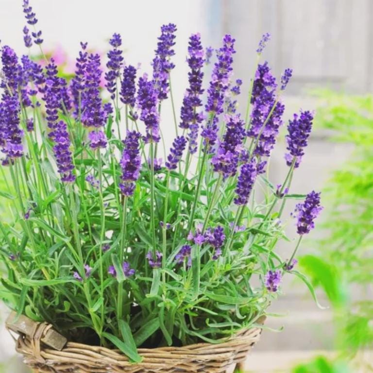 Lavender Indoor Live Plant - Etsy