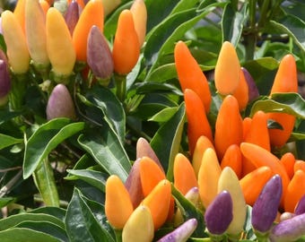 Rare, Limited Release: NuMex Twilight Pepper Live Plant | USDA Organic | Ornamental Rainbow Chili & Edible Hot Pepper