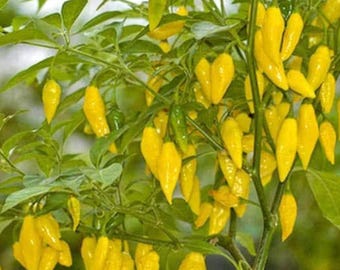 Aji Limon "Lemon Drop" Pepper Live Plant | USDA Organic | Hot Pepper, Citrusy Yellow Chili, Heirloom Salsa & Hot Sauce Pepper