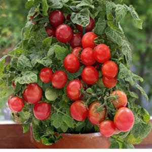 May include: A potted tomato plant laden with ripe, red cherry tomatoes. The plant has lush green foliage and is in a brown pot. Some tomatoes are still green, indicating they are not yet ripe.