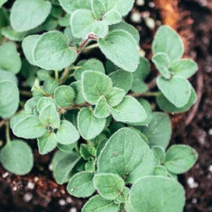 May include: Close-up of oregano plant with small, round, light green leaves. The leaves have a slightly fuzzy texture and are clustered along thin, reddish-brown stems. The plant is set against a dark, earthy background.