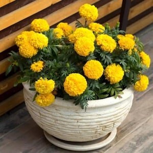 May include: A white, textured ceramic pot filled with vibrant yellow marigold flowers and green foliage. The pot sits on a matching saucer, creating a cheerful display. The marigolds are in full bloom, showcasing their bright, spherical shape.