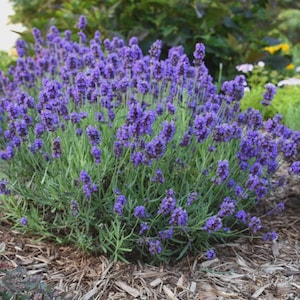 May include: A vibrant bush of lavender flowers in full bloom. The image showcases numerous purple flower spikes atop green stems and foliage. The plant is surrounded by mulch, with hints of other greenery in the background.