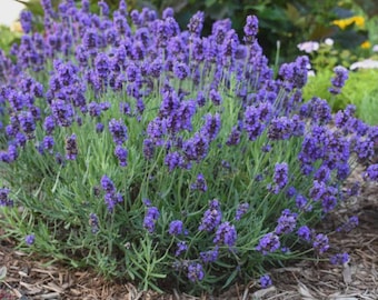 Grosso Lavender Live Plant | USDA Organic | Fragrant Herb for Dry Gardens & Pollinators