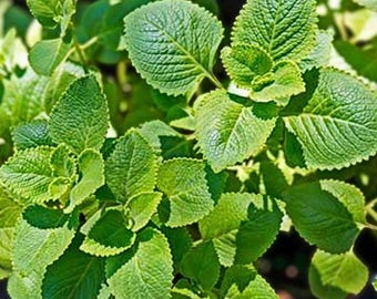 Mexican Oregano Live Plant | USDA Organic | Authentic Salsa Garden Herb, Drought Tolerant