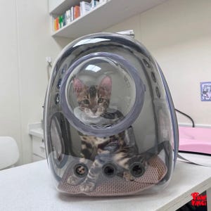 Może przedstawiać: Przezroczysty, owalny transporter dla zwierząt z przezroczystym oknem bąbelkowym, w którym znajduje się brązowo-czarny kot bengalski. Transporter ma szarą obwódkę i miękką, różowo-brązową matę wewnętrzną. Kot patrzy prosto w kamerę.