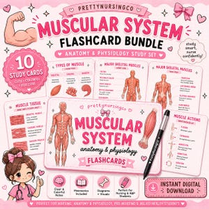 May include: A pink and white flashcard bundle titled "MUSCULAR SYSTEM" with anatomy and physiology study notes. The set includes 10 study cards with diagrams and visuals. The text says "Instant Digital Download".