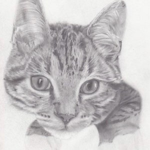 Katzen Zeichnung | Realismus | Poster | Drucken