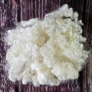 1oz Blueface Leicester/BL cross. Curly Felting locks, "Jasmine" White Santa Beards, felting spinning wool fiber 3-4in lustrous locks A5219