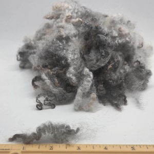 Blue faced Leicester, Sophia 1oz. natural mixed gray wool locks. Curly locks, 4+ inches, for special felting or spinning projects, A102320