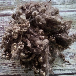 May include: A pile of brown wool roving with a curly texture. The wool is a mix of light and dark brown shades, with some areas appearing almost white. The fibers are tightly curled, creating a dense, textured appearance, suitable for fiber art projects.