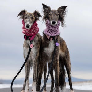 May include: Two brown and white Italian Greyhound dogs wearing pink and red knitted neck warmers. The dogs are on a leash and standing on a gray asphalt surface.