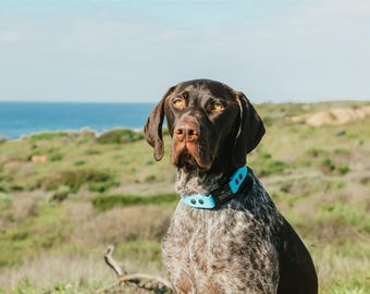Engraved Waterproof Quick Release Dog Collar | Choose Your Color(s) | Built with BioThane®