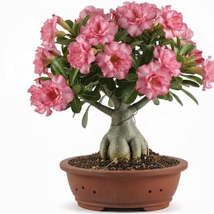 Op de afbeelding: Een woestijnroos met een dikke, bolvormige, lichtgrijze stam en donkergroene bladeren, met talloze gegolfde, lichtroze bloemen met donkerdere roze randen, geplant in een ronde, terracotta-kleurige keramische schaal met drainagegaten.