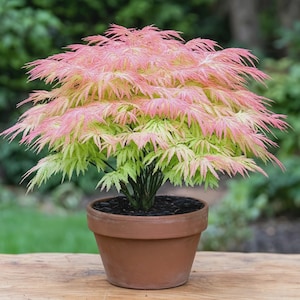 May include: A potted Japanese maple plant featuring delicate, lacy foliage that transitions from a vibrant lime green at the base to a soft, pale pink at the top. The plant is housed in a simple, round, terracotta-colored clay pot with dark soil.