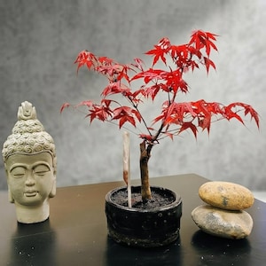Japanese Maple Bonsai Tree – Acer Palmatum, Low-Maintenance Houseplant, Ceramic Pot