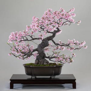 Bonsai Tree Live Cherry Blossom - Etsy