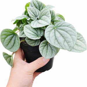 May include: A Peperomia Frost plant with heart-shaped, silvery-green leaves featuring prominent dark green veins. The plant is potted in a simple black plastic container, showcasing a dense, bushy growth pattern with textured foliage.