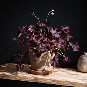 May include: A potted Oxalis triangularis plant with deep purple, clover-shaped leaves and small, pale pink flowers. The plant is housed in a textured, light brown ceramic pot with a matching saucer, displaying a vibrant contrast of colors.