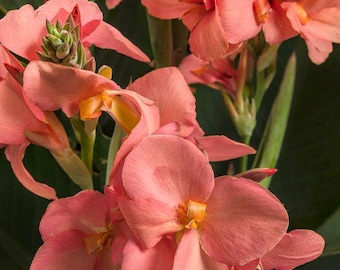 Bulbo de lirio canna coral chino – Rizoma de flor de verano de color rosa coral, poco común