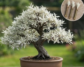 Dwarf White Willow Bonsai Cutting | Live Silvery Willow | Easy Grow Miniature Tree