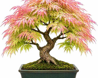 Southern Magnolia Bonsai Tree, "elements of Dcor" Collection From Rare and  Exotic Bonsai - Etsy