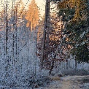 Paysages forestiers d'hiver - Collections murales de cartes postales rehaussées A5 (set n° 5)