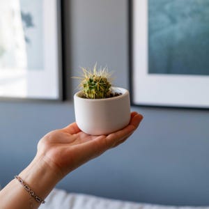 Peut inclure: Un petit cactus rond dans un pot en céramique blanc. Le cactus a des segments verts et de longues épines jaunes. Le pot est tenu dans la main d'une personne, avec un bracelet visible au poignet. Le fond est un mur bleu clair avec des œuvres encadrées.