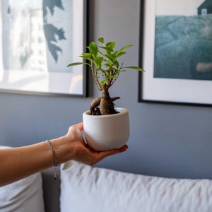 Può includere: Un piccolo bonsai in un vaso di ceramica bianco. L'albero ha foglie verdi e un tronco marrone. Il vaso è tenuto in mano, con un braccialetto d'argento visibile. Lo sfondo include opere d'arte incorniciate e un muro grigio.