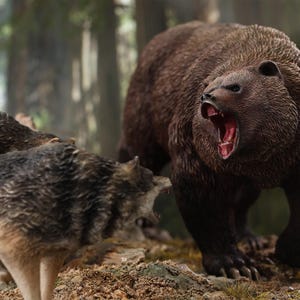 Op de afbeelding: Een gedetailleerde figuurset die een confrontatie weergeeft tussen een bruine beer en twee wolven in een bosrijke omgeving. De beer gromt met open mond en de wolven lijken in aanvalsmodus te zijn. De scène speelt zich af op een rotsachtige, mosachtige grond.