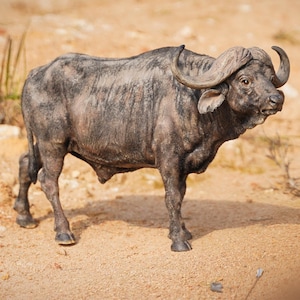 Op de afbeelding: Gedetailleerd beeldje van een Afrikaanse buffel, met een donkergrijze vacht en lichtere strepen. De buffel heeft grote, gebogen hoorns en staat op een zanderige ondergrond. De sculptuur is een realistische weergave van het dier.