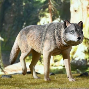 May include: A detailed figurine of a gray wolf in a walking pose. The wolf has a light brown and gray coat, with blue eyes and black accents on its ears. It stands on a patch of green grass, with a blurred forest background.