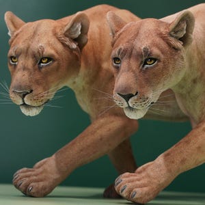 Op de afbeelding: Twee gedetailleerde sculpturen van poema's in een sluipende pose. De poema's hebben bruin haar, gele ogen en lange snorharen. De achtergrond is effen, gedempt groen. De sculpturen zijn realistisch en levensecht.