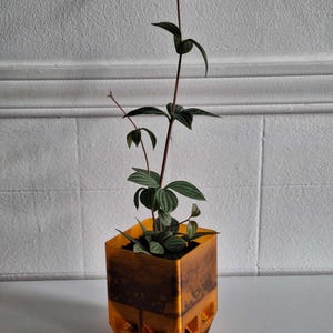 May include: A small green plant with thin stems and leaves grows in a square, orange planter with a brown and orange pattern. The planter has a series of small holes around the bottom.