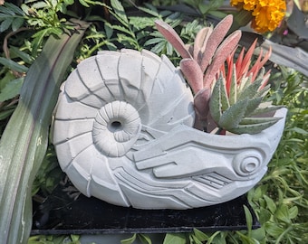 May include: A light gray concrete planter shaped like a nautilus shell with a spiraled, segmented exterior and a smooth, curved opening. The planter holds several small, pointed succulents with green and reddish-orange leaves.