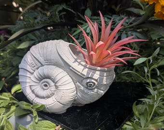 May include: A light gray concrete planter shaped like a coiled ammonite fossil. The shell features textured ridges and a hollow opening at the top. A vibrant, spiky air plant with reddish-orange leaves is nestled inside the shell opening.
