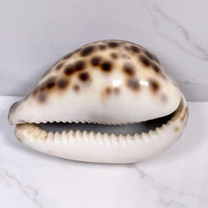May include: A tiger cowrie seashell featuring a smooth, glossy surface with a cream-coloured base and dark brown, circular spots. The shell has an elongated, oval shape with a central, narrow opening lined with distinct, tooth-like ridges.