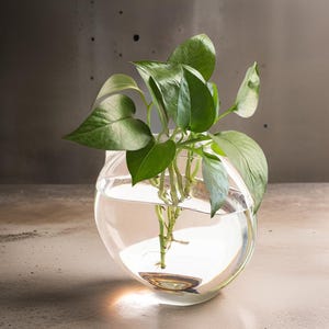 Glas Blumenvase Terrarium | Eleganter Blumentopf / Übertopf aus Holz für Zimmerpflanzen Perfektes Geschenk für Home Décor-Liebhaber