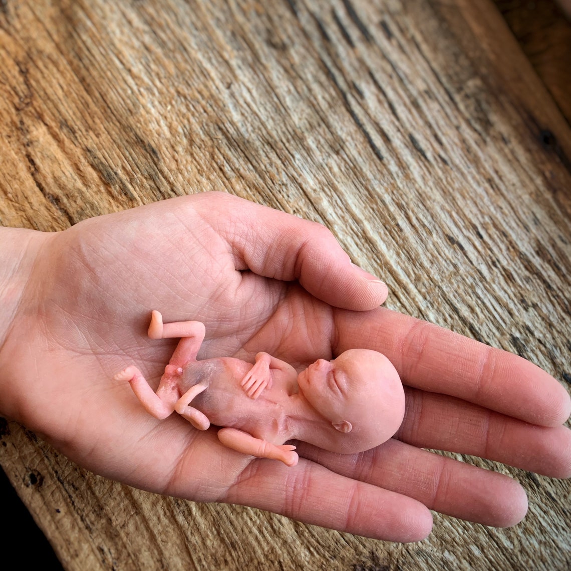 Made to Order 12 Week Gestation Fetus Memorial/Honor Etsy France