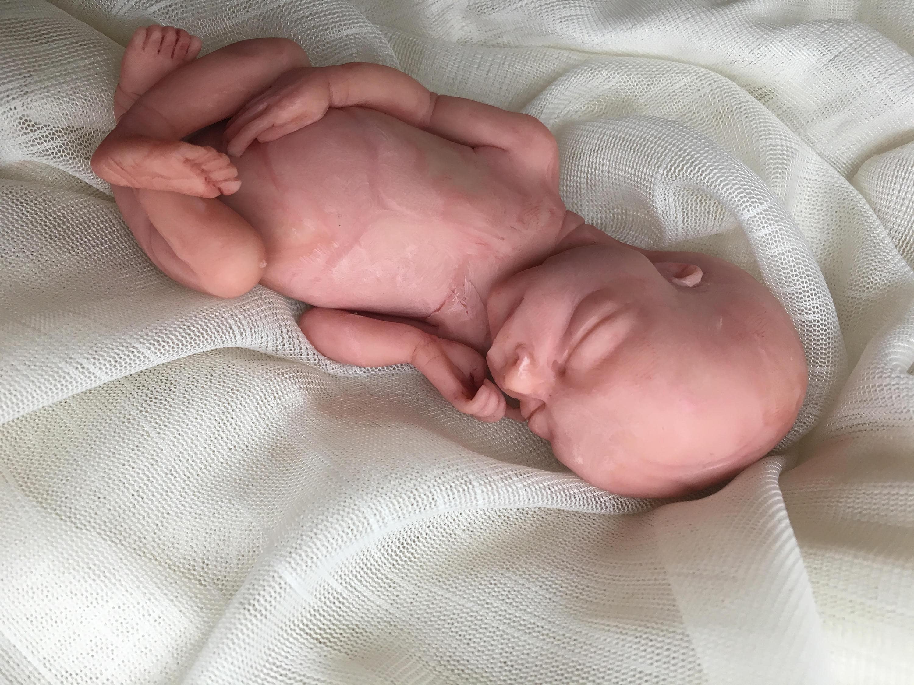 Fait Sur Commande Foetus Gestation De 14 15 Semaine Etsy Fait Sur Commande Foetus Gestation De 14 15 Semaine Etsy