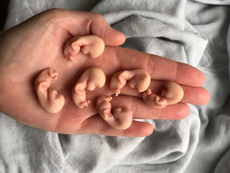 Made To Order 9 Week Gestation Embryo Memorial honor Etsy made-to-order-9-week-gestation-embryo-memorial-honor-etsy