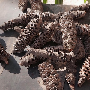May include: A cluster of dried, brown seed pods with a textured, layered appearance. The pods are elongated and cylindrical, with a rough, scale-like surface. They are arranged on a dark, weathered wooden surface, with sunlight casting shadows.