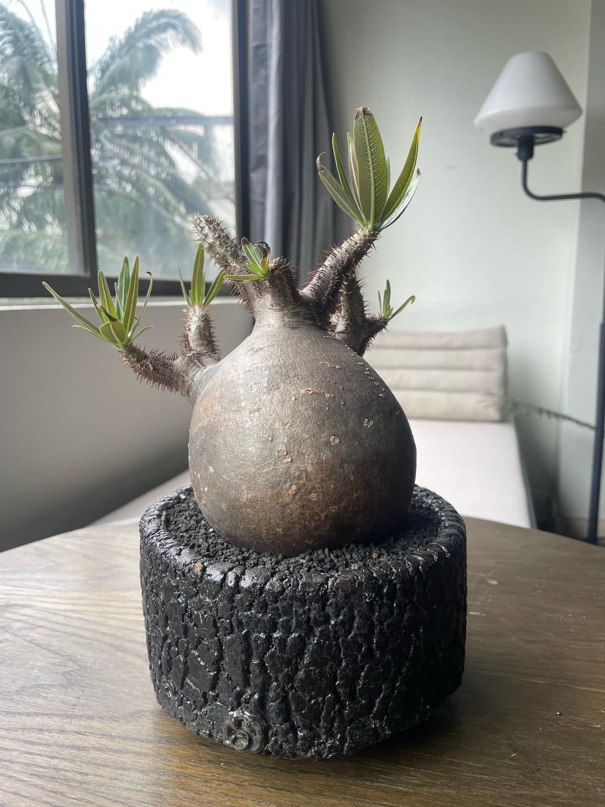 Pachypodium Gracilius - Etsy Pachypodium Gracilius - Etsy